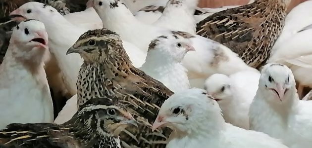 مشروع تربية السمان لتحقيق أعلى الأرباح