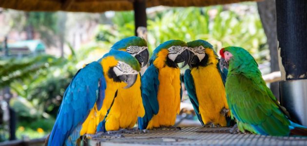 أفضل أنواع الطيور للتربية المنزلية