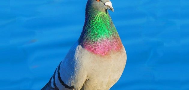 أحسن انواع الحمام للتربية