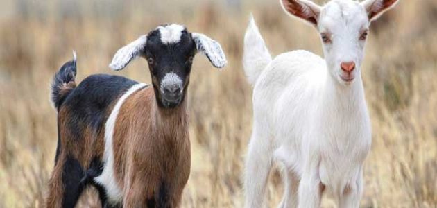 أسباب عدم قدرة الماعز على الوقوف