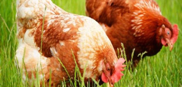 أسرار تربية الدجاج البلدي