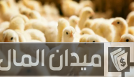 أحسن أنواع الكتكوت الأبيض