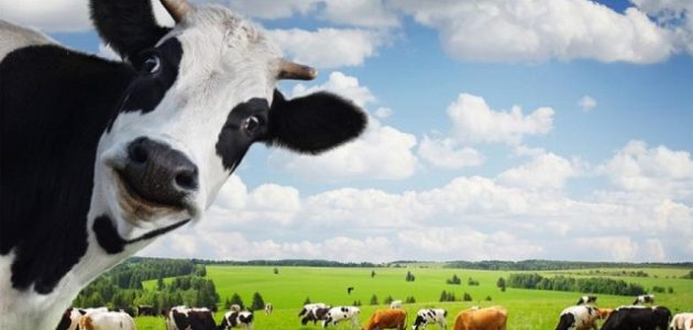 تربية الأبقار الحلوب في السودان + دراسة جدوى جاهزة