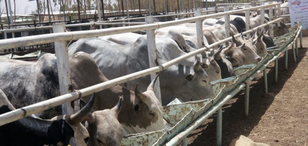 تكاليف انشاء مزرعة تسمين العجول