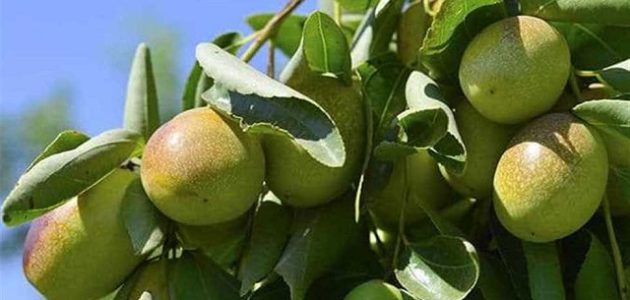 دراسة جدوى زراعة الجوجوبا