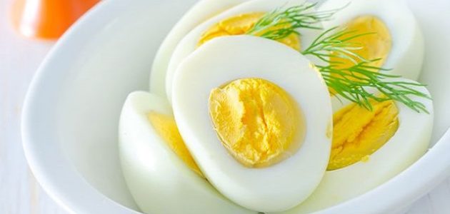 دراسة جدوى مشروع انتاج بيض المائدة