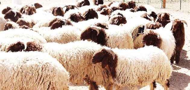 مشروع تربية الأغنام في المغرب