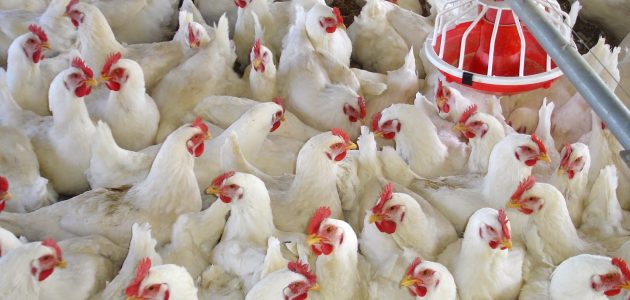 دراسة جدوى مشروع محل بيع فراخ