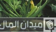 خطوات ومواعيد زراعة الكوسة في البيوت المحمية