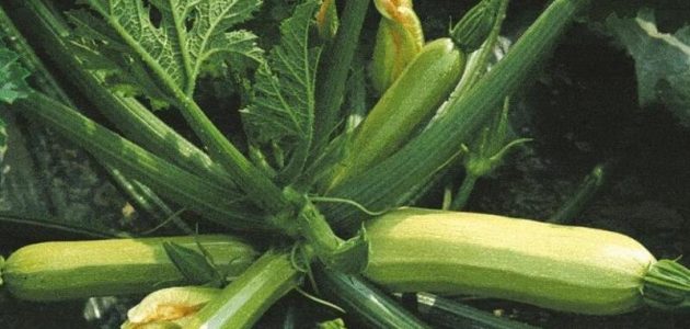 زراعة الكوسة في البيوت المحمية