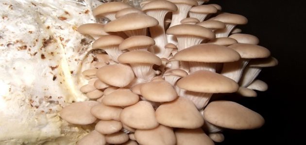 طريقة زراعة عيش الغراب في المنزل بالصور