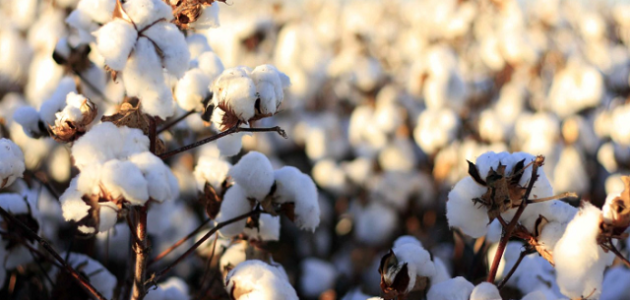 ما هي أكبر الدول المنتجة للقطن في العالم؟
