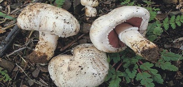 مشاريع زراعية صغيرة مربحة