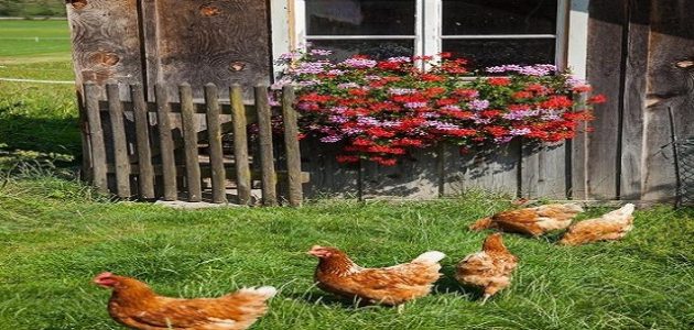 مشاريع مربحة في كافة المجالات العملية ونبذة عن كل مشروع