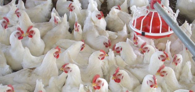 كيفية إنشاء مزرعة دواجن