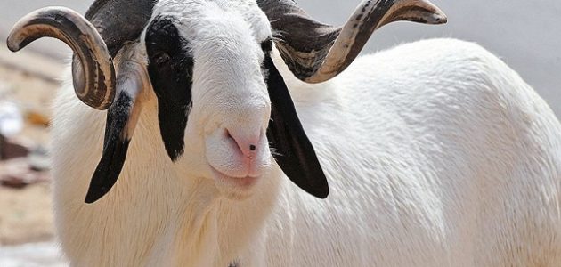 مكونات علف تسمين الأغنام