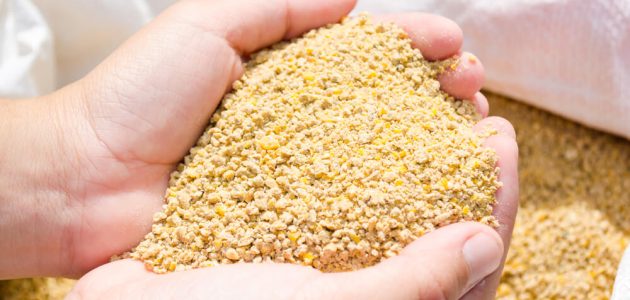 دراسة جدوى مصنع أعلاف دواجن