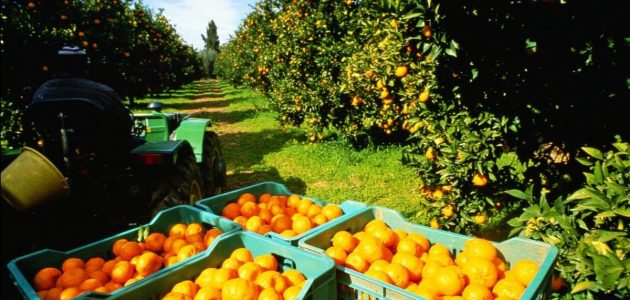 مشروع تصدير البرتقال إلى دول العالم بالخطوات