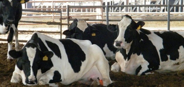 دراسة جدوى مشروع تربية الأبقار الحلوب في مصر