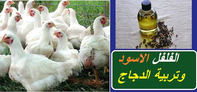 فوائد الفلفل للدجاج