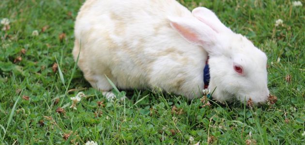 دراسة جدوى مشروع تربية الأرانب على سطح المنزل