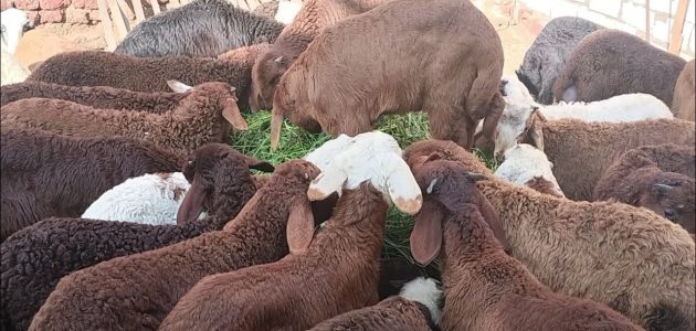 دراسة جدوى مشروع تسمين الأغنام في مصر