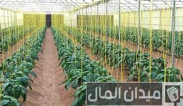 إنتاج شتلات الخضر تحت الصوب الزراعية