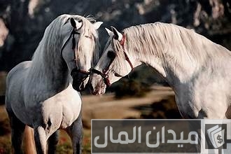 أجمل خيل عربي أصيل