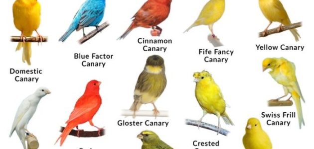 أفضل أنواع الكناري للتربية والإنتاج