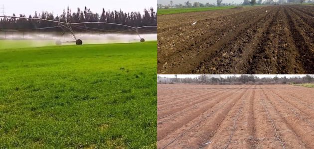 كيف تسمد وتزرع الأراضي الجيرية وأهم النباتات التي يمكن زراعتها