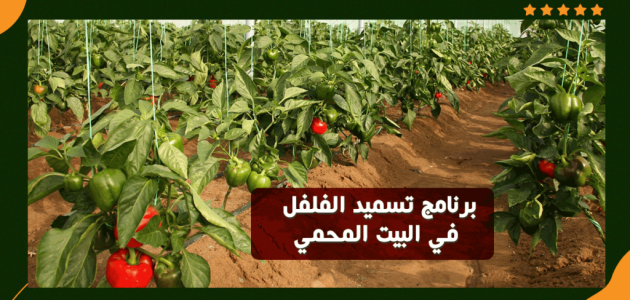 برنامج تسميد الفلفل في البيوت المحمية