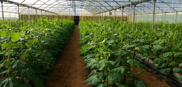 كيفية زراعة الأسطح المنزلية بالصور