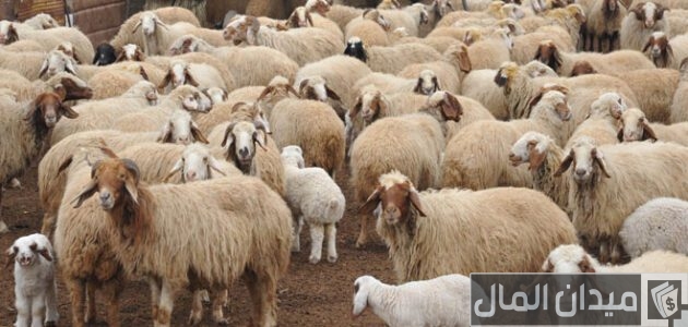 مشروع تربية الأغنام في مصر