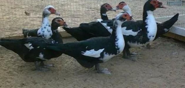تربية البط السوداني في المنزل