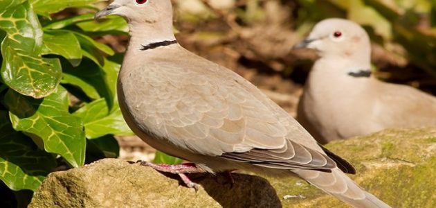 تربية اليمام في البيت