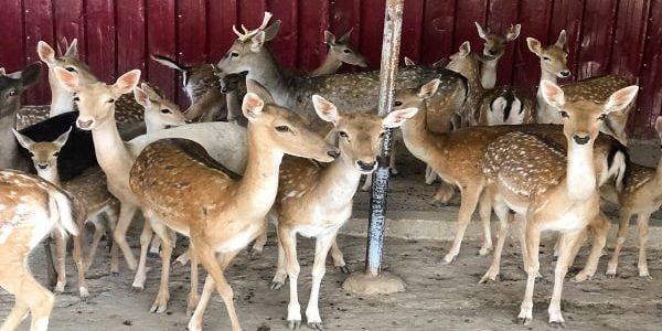 دراسة جدوى تربية الغزلان في مصر بالتفصيل