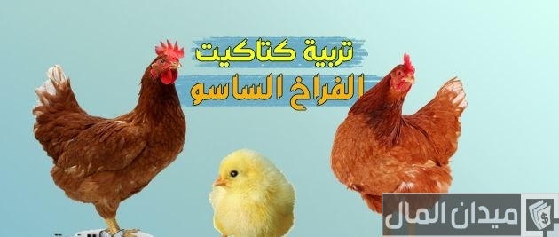 تربية دواجن الساسو بالتفصيل ومميزات تربيتها