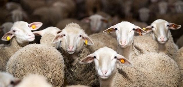 مشروع استيراد مواشي