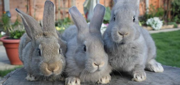 افضل سلالات الارانب للتجارة وتحقيق أرباح