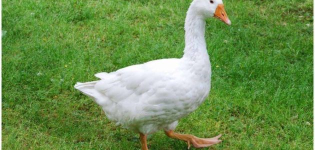 دراسة جدوى تربية الأوز