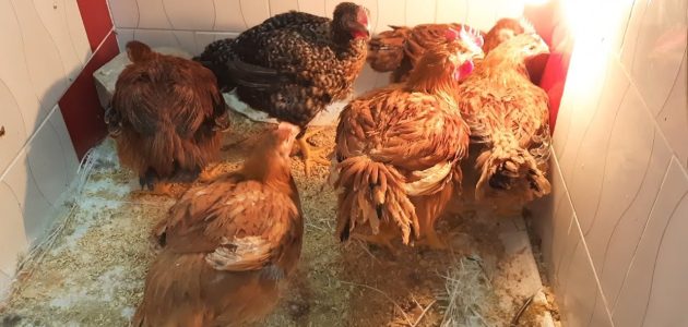 متوسط الأوزان المثالية في الفراخ الساسو حسب العمر