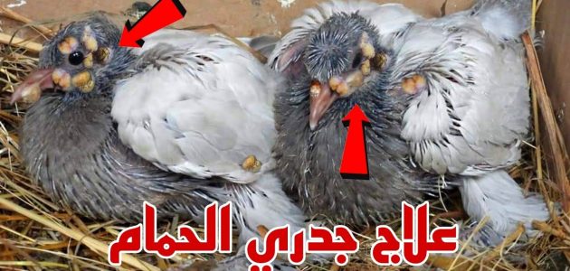 دواء بشري لعلاج جدري الحمام