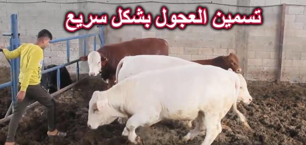 اسرع طريقة لتسمين العجول