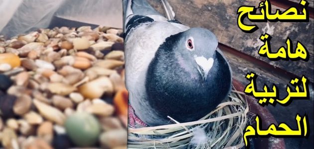 كيفية تربية الحمام للمبتدئين