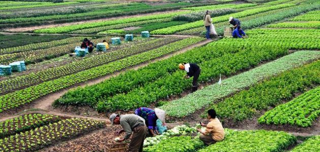 أفضل 12 مشروع زراعي في سوريا مربحة جدًا