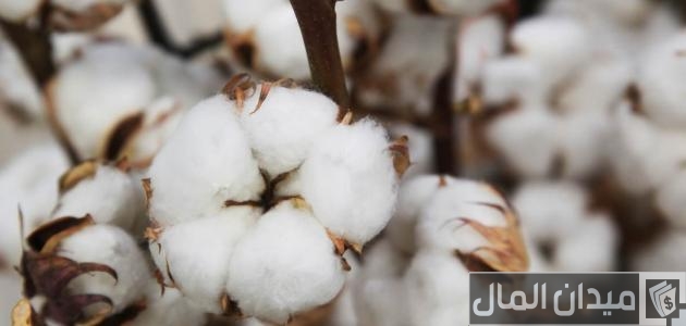 أنواع القطن واستخداماته