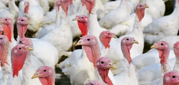 كيفية تربية الديك الرومي بالمنزل