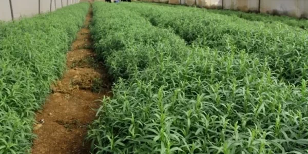 دراسة جدوى زراعة الأستيفيا بالتفصيل