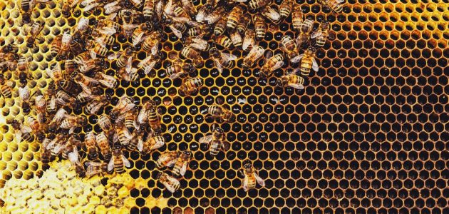 أفضل أنواع خلايا النحل
