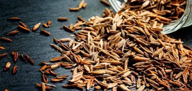 دراسة جدوى زراعة الكمون